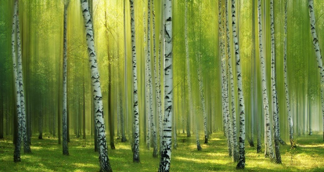 Birch grove in morning light