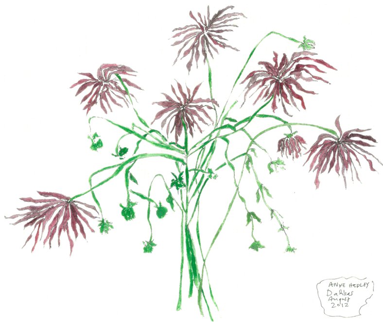 Dahlias by Anne Hedley, 2012